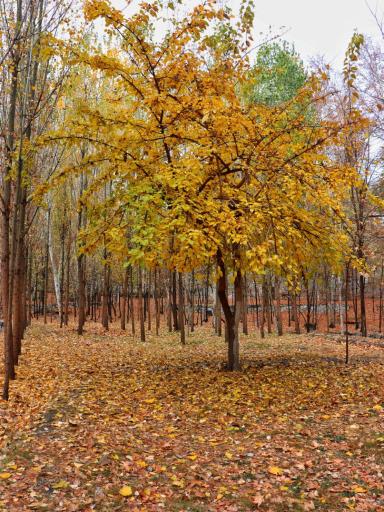 عکس پارک جنگلی وکیل آباد