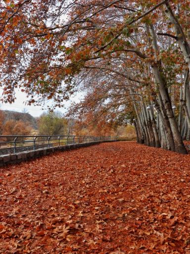 عکس پارک جنگلی وکیل آباد
