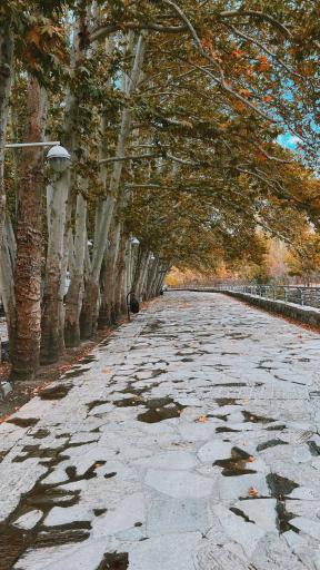 عکس پارک جنگلی وکیل آباد