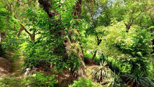 عکس پارک جنگلی وکیل آباد