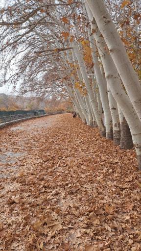 عکس پارک جنگلی وکیل آباد