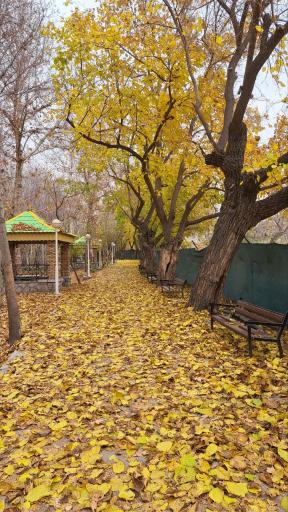 عکس پارک جنگلی وکیل آباد