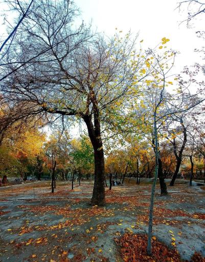 عکس پارک جنگلی وکیل آباد