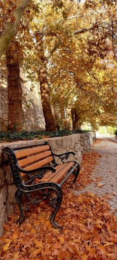 عکس پارک جنگلی وکیل آباد