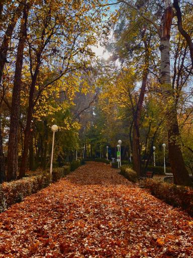 عکس پارک جنگلی وکیل آباد