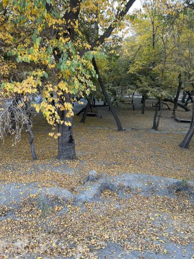 عکس پارک جنگلی وکیل آباد