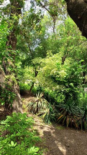 عکس پارک جنگلی وکیل آباد