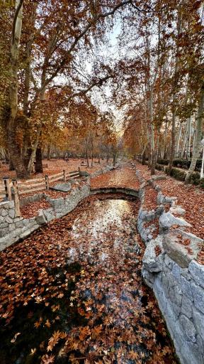 عکس پارک جنگلی وکیل آباد