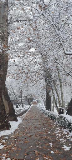 عکس پارک جنگلی وکیل آباد