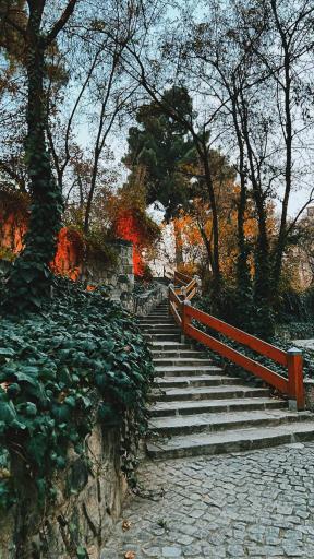 عکس پارک جنگلی وکیل آباد