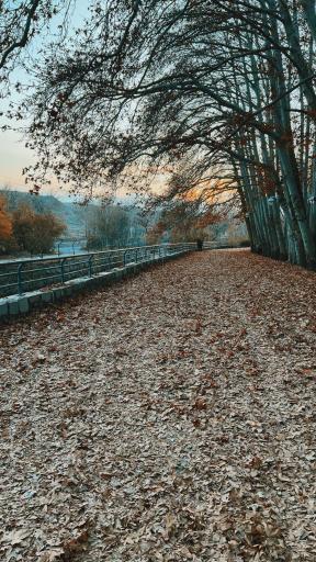 عکس پارک جنگلی وکیل آباد