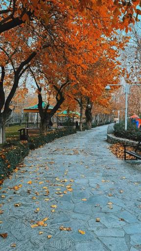 عکس پارک جنگلی وکیل آباد