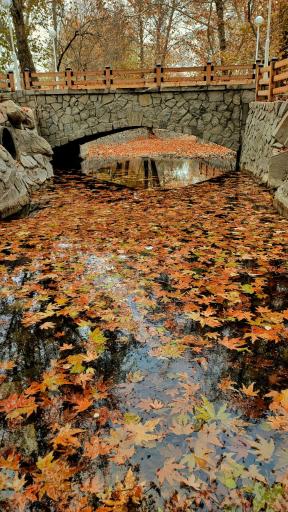 عکس پارک جنگلی وکیل آباد