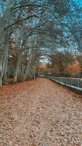 عکس پارک جنگلی وکیل آباد