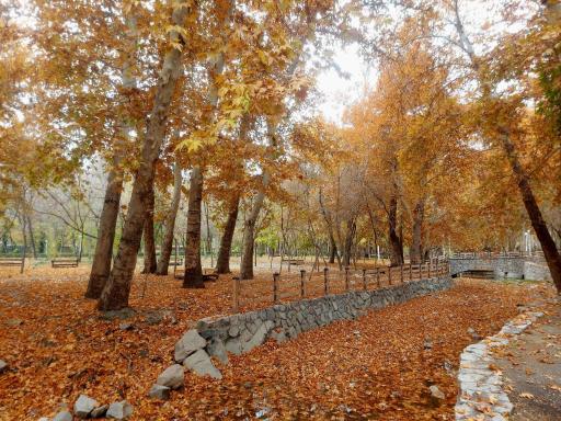 عکس پارک جنگلی وکیل آباد