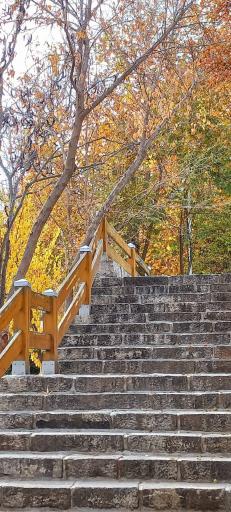 عکس پارک جنگلی وکیل آباد