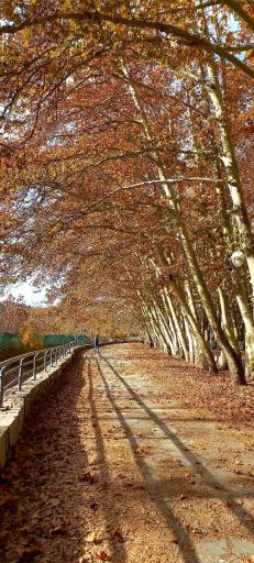 عکس پارک جنگلی وکیل آباد