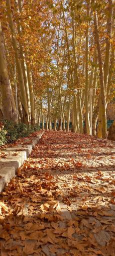 عکس پارک جنگلی وکیل آباد