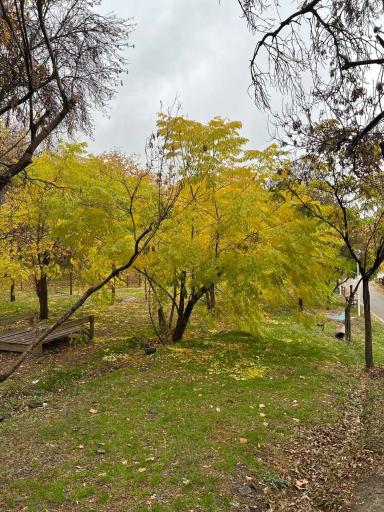 عکس پارک جنگلی وکیل آباد