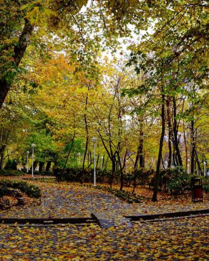 عکس پارک جنگلی وکیل آباد