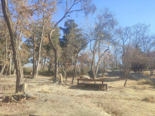 عکس پارک جنگلی وکیل آباد