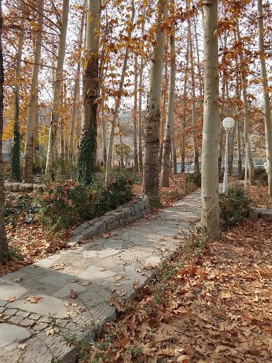 عکس پارک جنگلی وکیل آباد