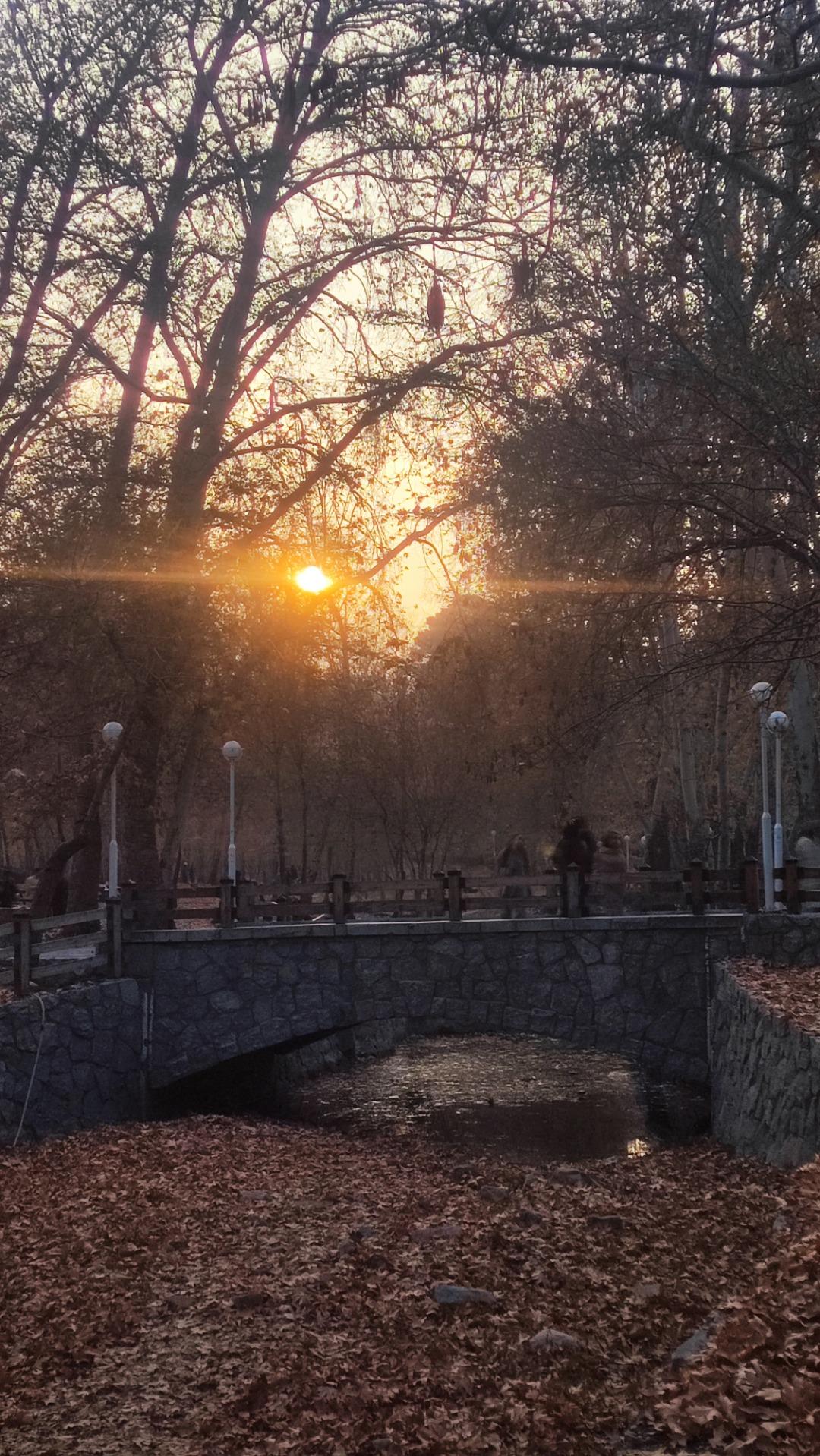 عکس پارک جنگلی وکیل آباد