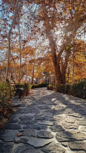 عکس پارک جنگلی وکیل آباد