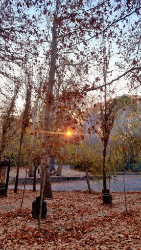 عکس پارک جنگلی وکیل آباد