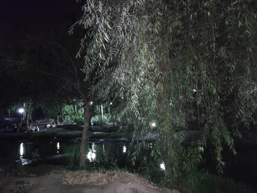 عکس پارک جنگلی وکیل آباد