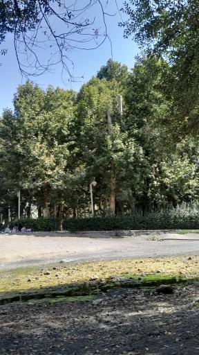 عکس پارک جنگلی وکیل آباد