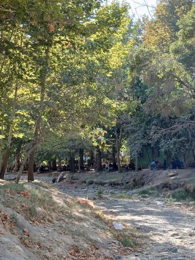 عکس پارک جنگلی وکیل آباد