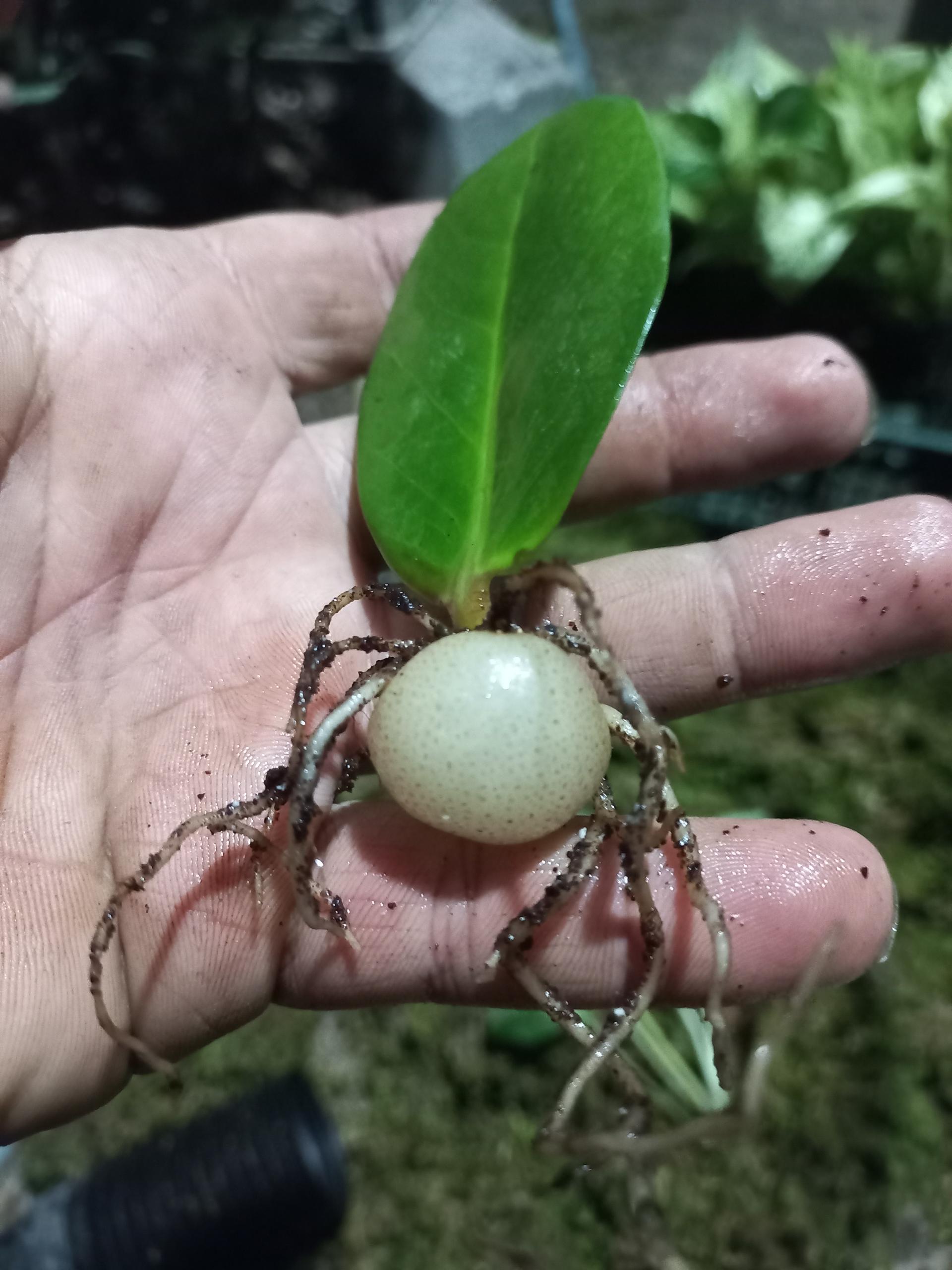 عکس گلکده بیک زاده