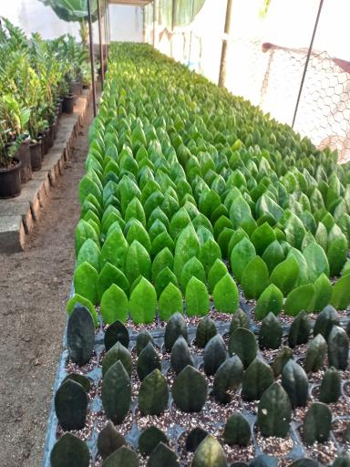 عکس گلکده بیک زاده