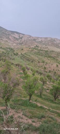 عکس چکنه