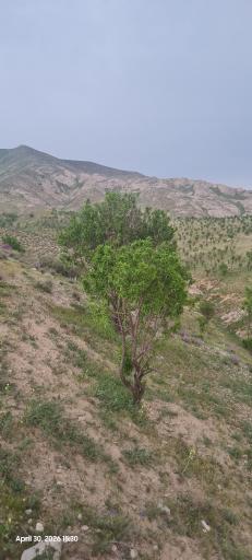 عکس چکنه
