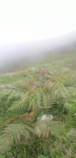 عکس زیراج