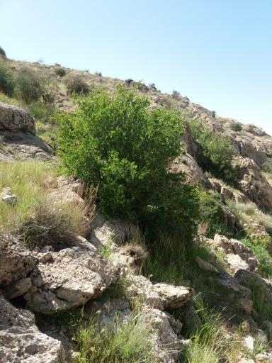 عکس بوستان ملی بمو