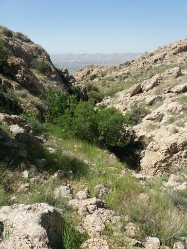 عکس بوستان ملی بمو