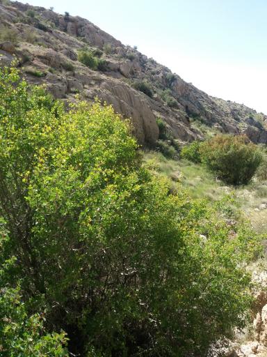 عکس بوستان ملی بمو