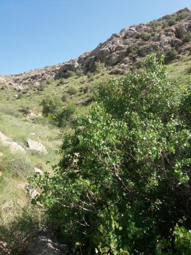 عکس بوستان ملی بمو