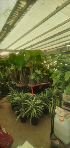 عکس گل وگیاه سلمانی