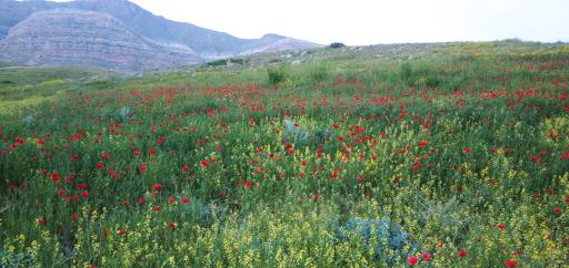 عکس بوستان ملی بمو