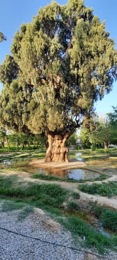 عکس پارک سرو