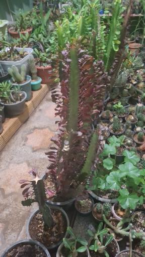 عکس فرهنگسرای شهروند