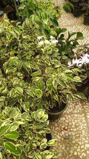 عکس گلسرای بهشت قم