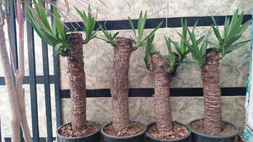 عکس گلسرای بهشت قم