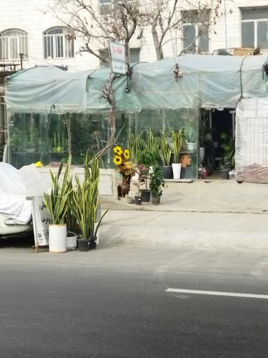 گلخانه سالار