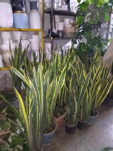 گلخانه سالار