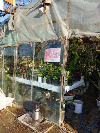 گلخانه سالار